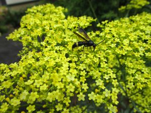 「オミナエシ」の花に黒い蜂が飛来（ハムシドロバチ）＜園芸クラブ＞